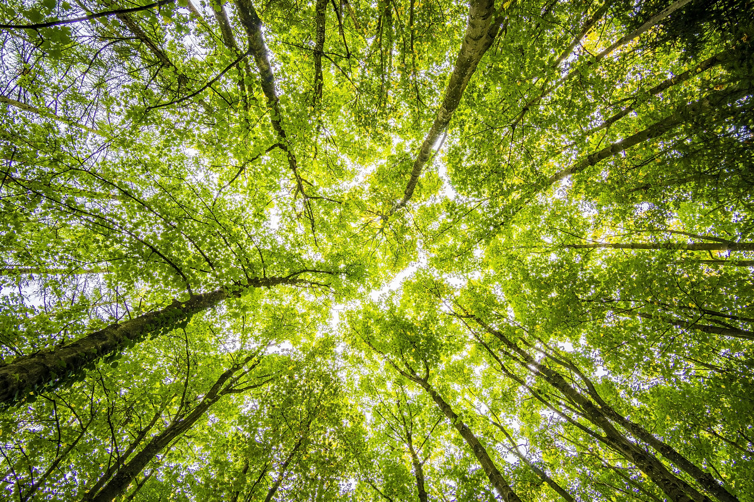 Worms eyeview of green trees