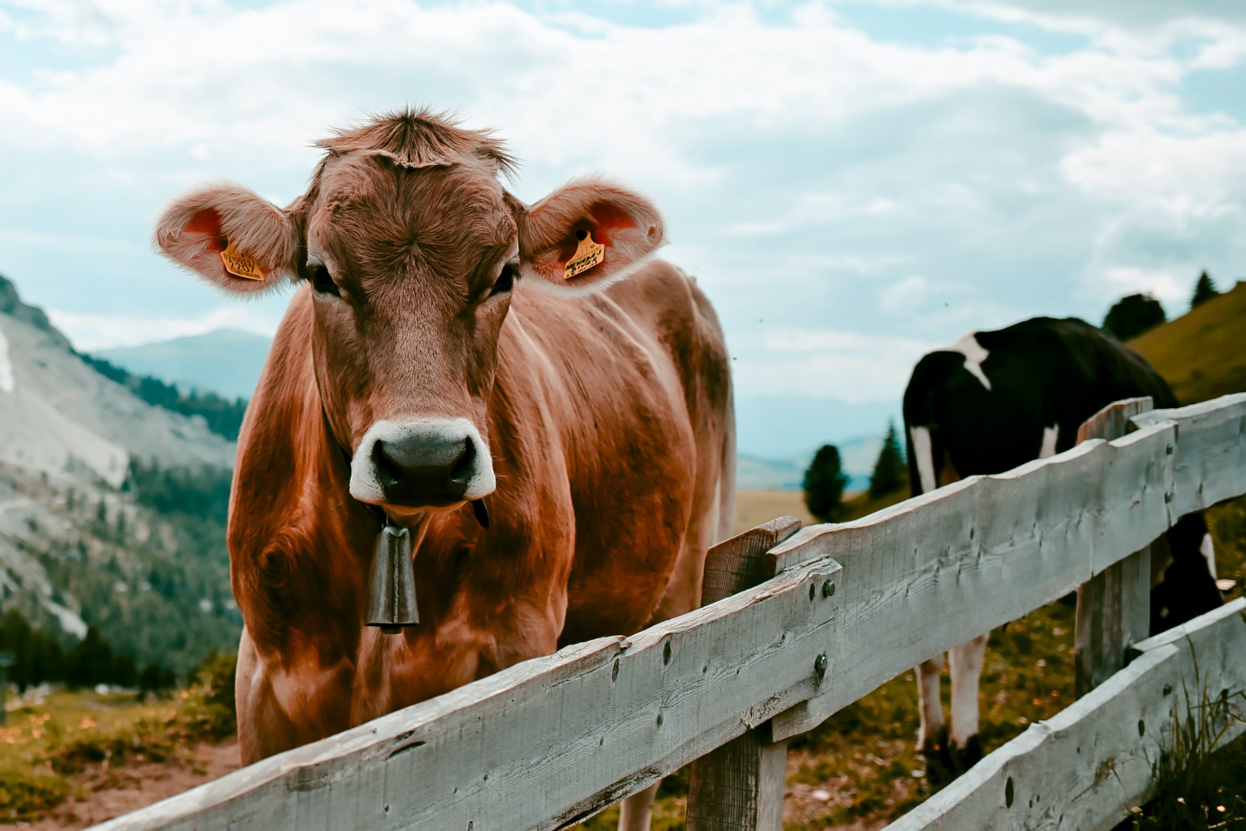 Cow in the mountains.